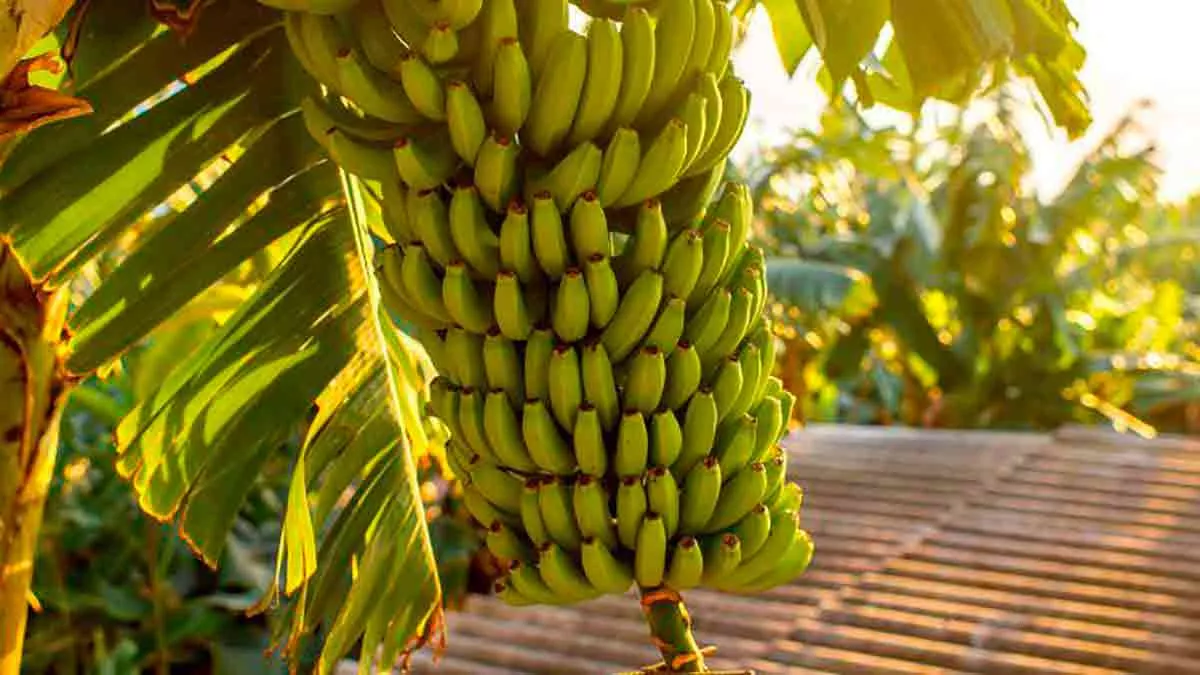 Producción de plátano y banano a nivel nacional