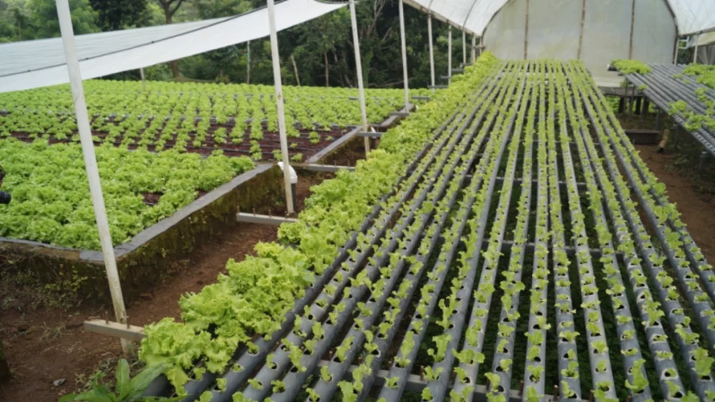 lechuga, masaya, producción, hidropónica, agua