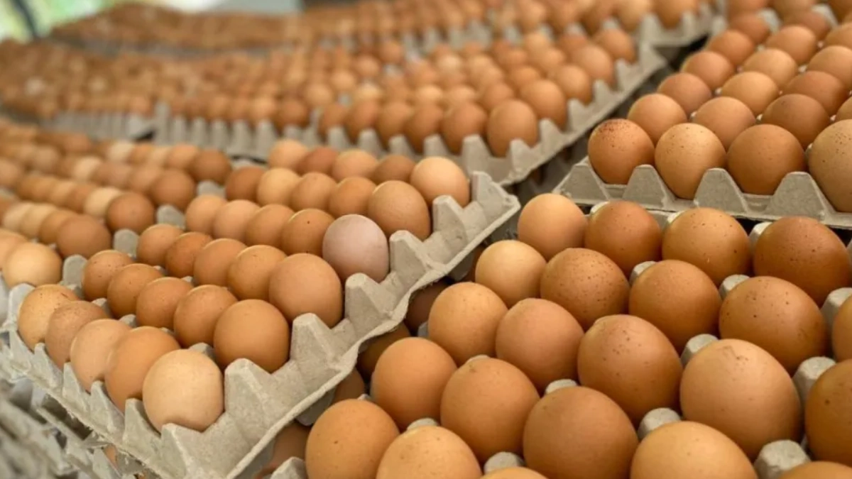 Producción Nacional de Pollo y Huevo crece un 6% entre enero y octubre del  2022 ☆ Redvolución