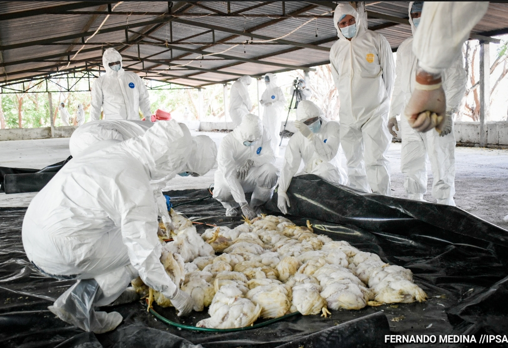 Nicaragua fortalece campaña nacional de prevención de Influenza Aviar