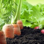Nicaragua proyecta buena cosecha de producción de hortalizas