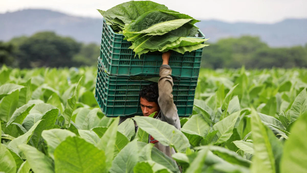 Nicaragua avanza en asegurar que se produzcan alimentos inocuos y nutritivos que garanticen la seguridad alimentaria de su población