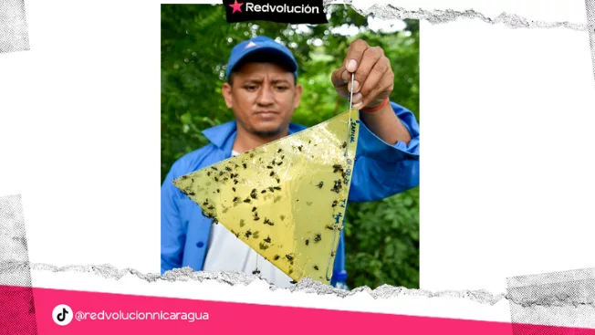 IPSA lanza jornada para prevenir gusano barrenador