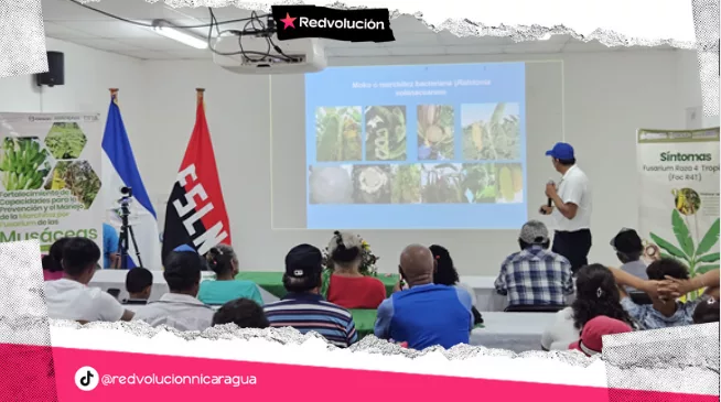 INTA impulsa prácticas agroecológicas en musáceas desde el Centro Nacional de Investigación Augusto C. Sandino