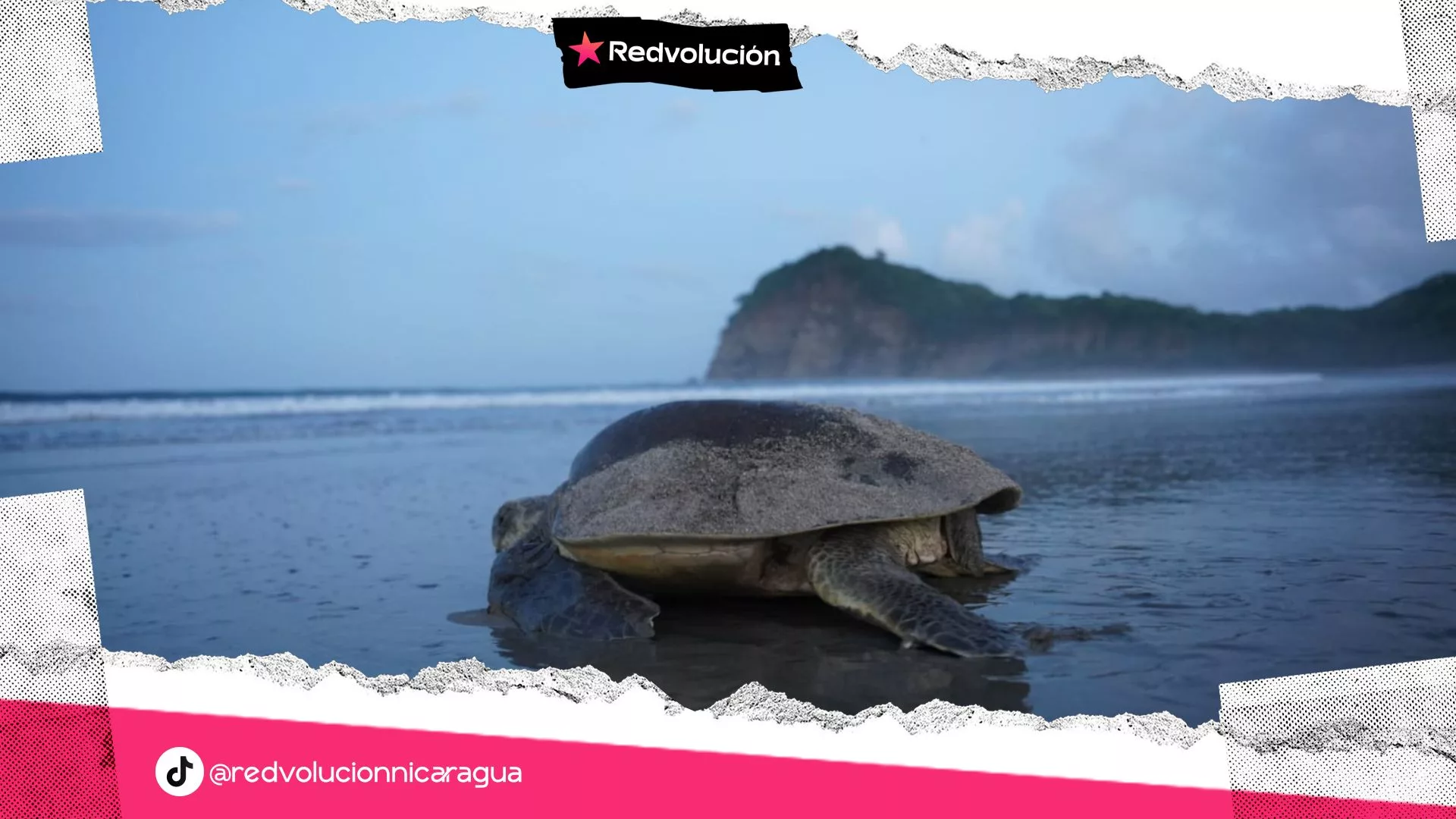 NICARAGUA RESGUARDA NIDOS DE TORTUGAS MARINAS