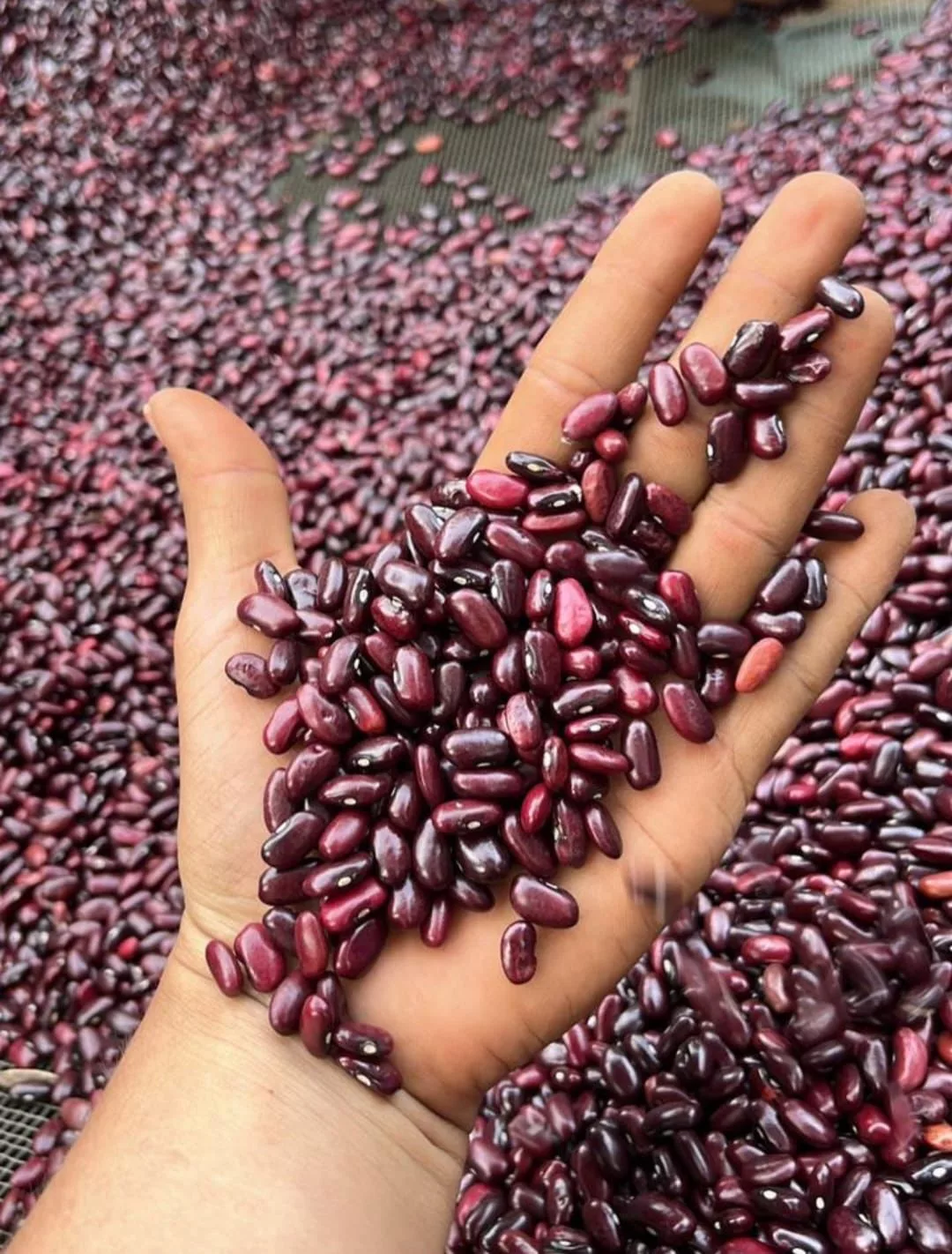 Producción de Frijol Rojo Supera los 800 Mil Quintales en la Época de Primera, Destaca el Ministerio Agropecuario