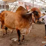 Santo Tomás impulsa el desarrollo productivo con feria agropecuaria “Ríos de Leche y Miel” 