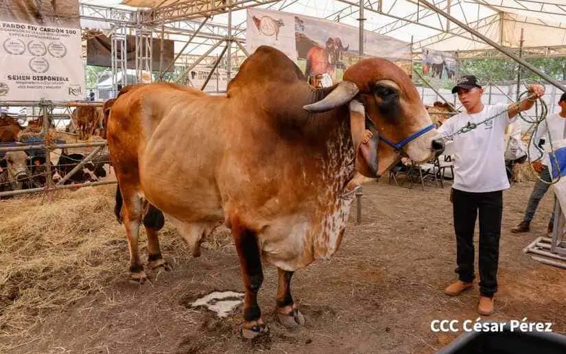 Santo Tomás impulsa el desarrollo productivo con feria agropecuaria “Ríos de Leche y Miel” 