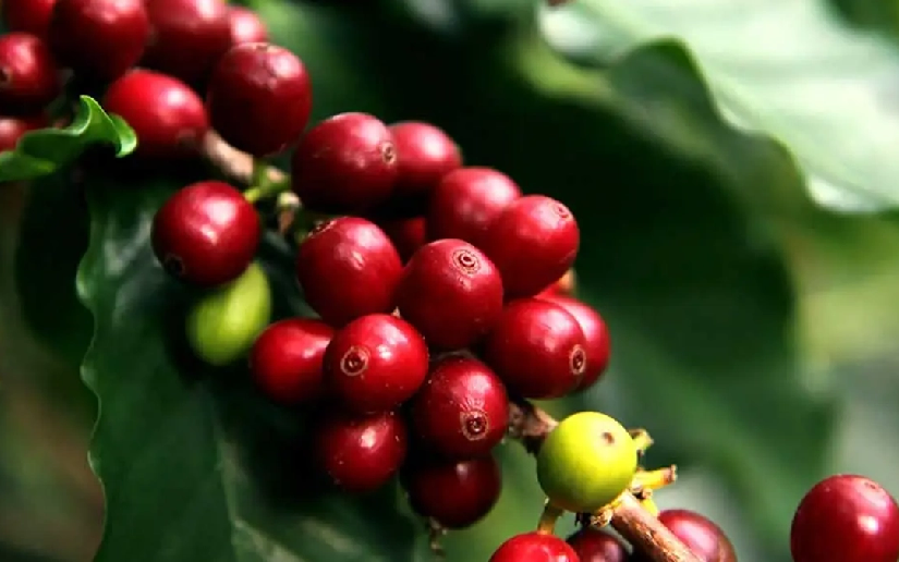 Apanás será sede del cierre de la Cosecha Cafetalera 2025-2026 este 21 de marzo