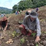 Cultivo de papa respalda la alimentación y economía agrícola en Nicaragua