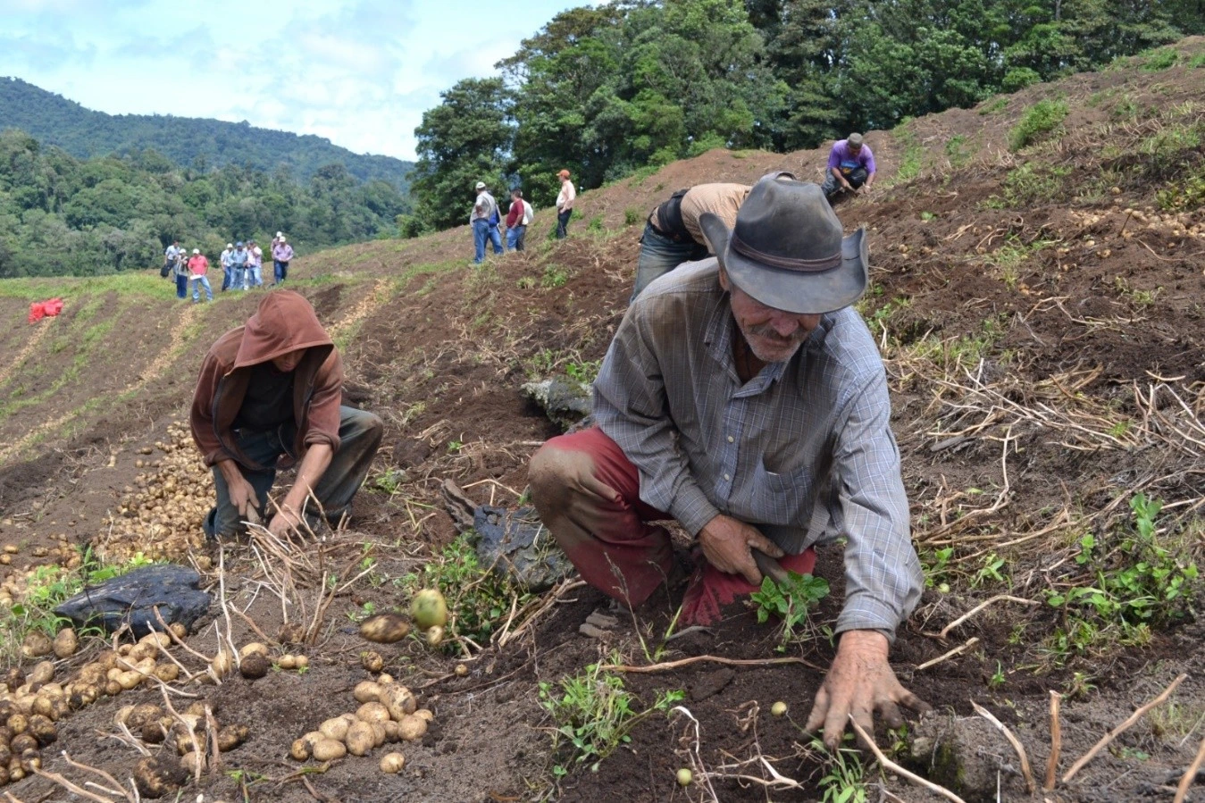 Cultivo de papa respalda la alimentación y economía agrícola en Nicaragua