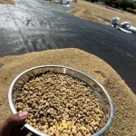 Café impulsa la economía nacional y asegura calidad para mercados internacionales