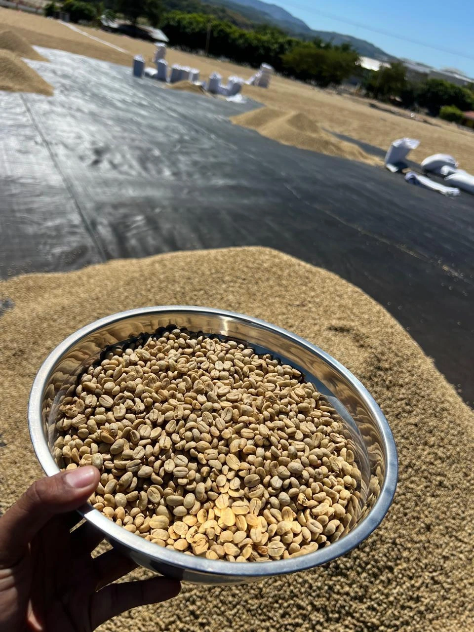 Café impulsa la economía nacional y asegura calidad para mercados internacionales