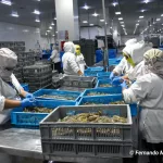 México certifica exportación de camarón nicaragüense