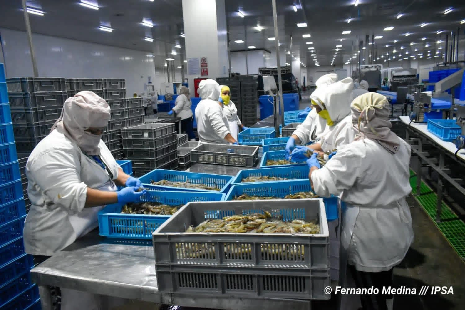 México certifica exportación de camarón nicaragüense