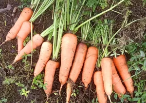 Jinotega y Matagalpa fortalecen producción de zanahoria de alta calidad