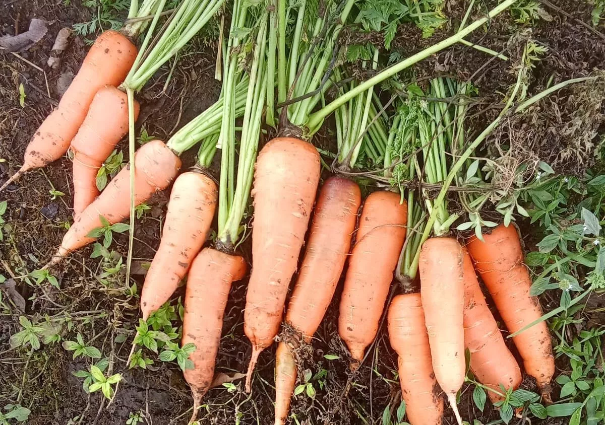 Jinotega y Matagalpa fortalecen producción de zanahoria de alta calidad