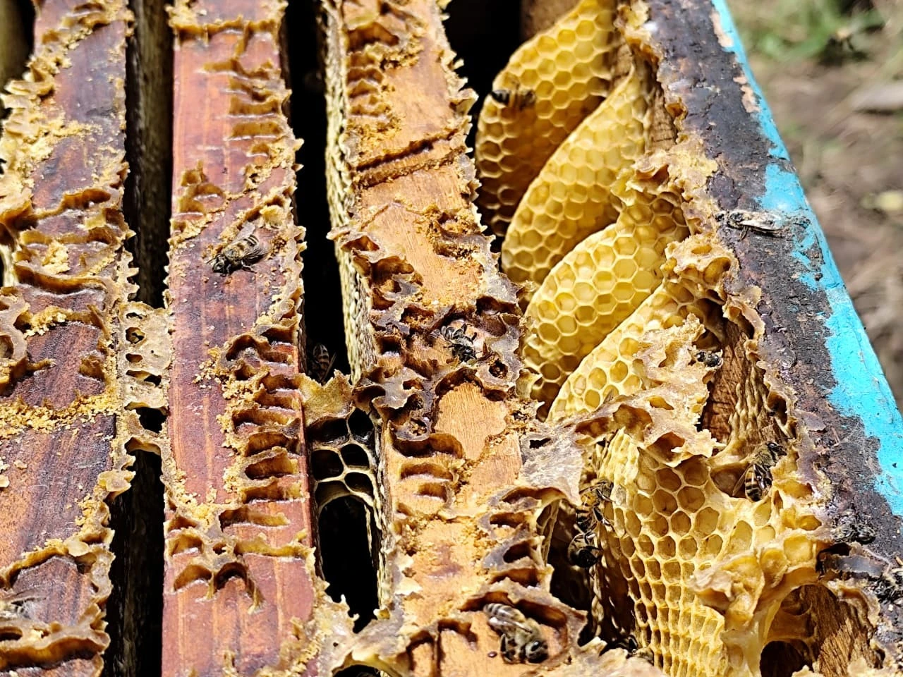 Producción de miel destaca por su aporte económico, nutricional y ambiental