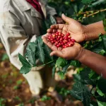 Café de Nicaragua alcanza récord histórico y fortalece su presencia en mercados internacionales