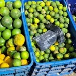 Producción de cítricos responde a la creciente demanda del mercado nacional