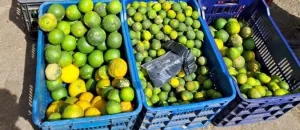 Producción de cítricos responde a la creciente demanda del mercado nacional