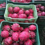 MAG reporta más de 151 mil kilogramos de pitahaya cosechados entre enero y mayo