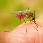 Modelo de salud familiar refuerza la prevención y eliminación de la malaria en Nicaragua