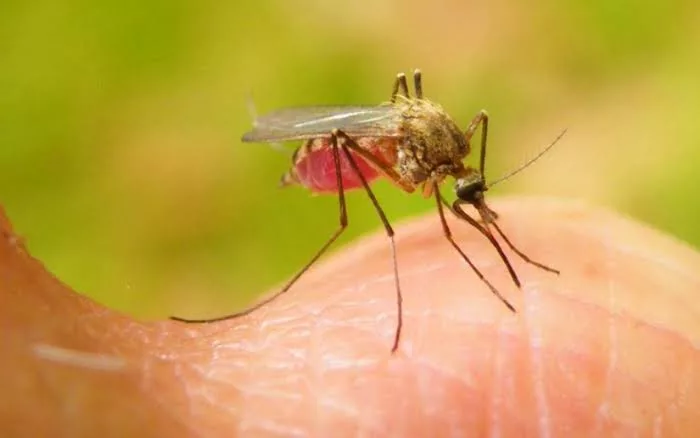 Modelo de salud familiar refuerza la prevención y eliminación de la malaria en Nicaragua
