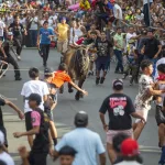 San José Oriental celebra entre tradición y algarabía las Vacas Culonas y la corrida de toros