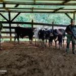Ejército de Nicaragua ocupa semovientes sin documentación legal en Jinotega y la Costa Caribe Sur