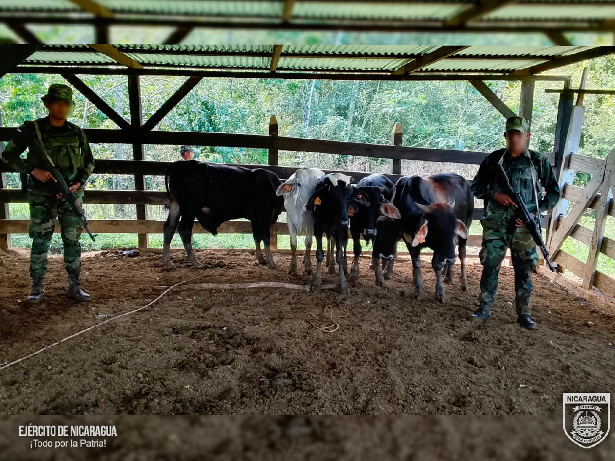Ejército de Nicaragua ocupa semovientes sin documentación legal en Jinotega y la Costa Caribe Sur