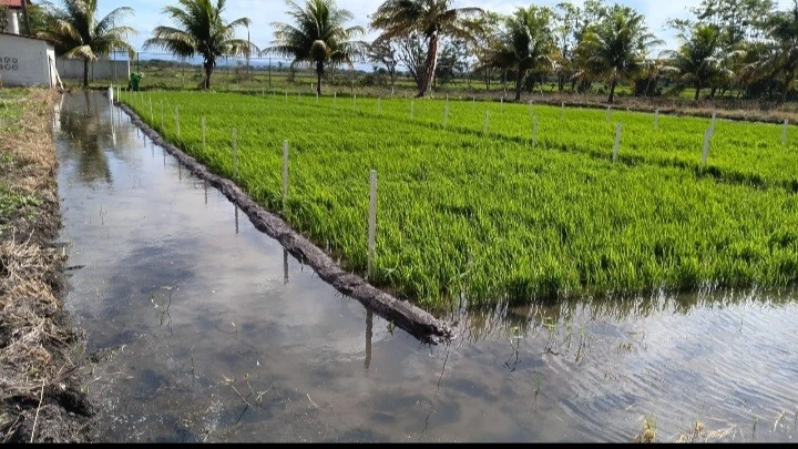 Arroz de riego impulsa la producción agrícola y el abastecimiento del mercado nacional
